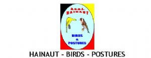 Fourm HAINAUT – BIRDS – POSTURES