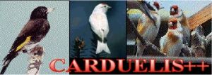 CARDUELIS++