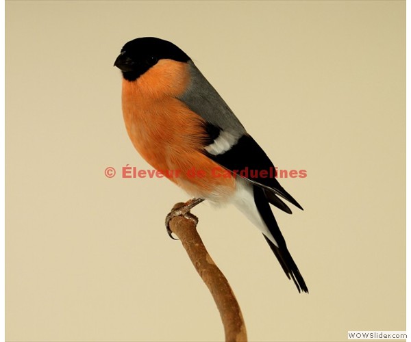 Bouvreuil Mâle Bouvreuil Phenotype Sauvage