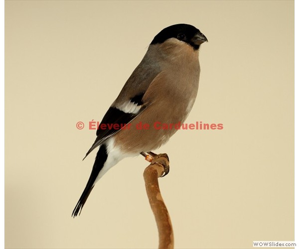 Bouvreuil Femelle Phenotype Sauvage