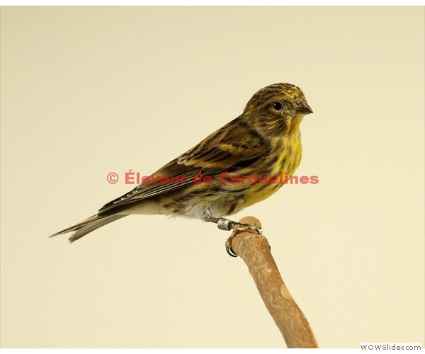 Serin Cini