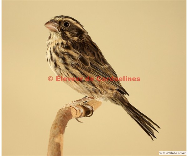 Serin Strié