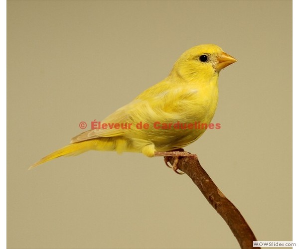 Verdier Isabelle Pastel bec jaune 
