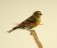 Serin Cini