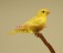 Verdier Isabelle Pastel bec jaune 