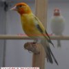agatejaunetbl