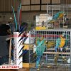 regio
