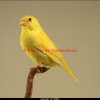 verdier