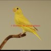 verdier