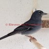 Mâle pinson bleu-095304