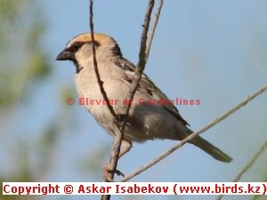 Moineau des saxaouls