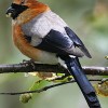 Random image: Pyrrhula erythrocephala