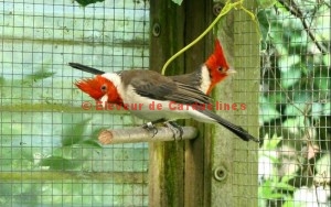 Cardinal à Huppe Rouge