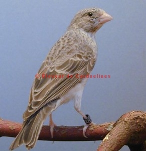 Serin à croupion blanc