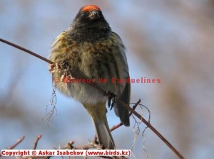 Serin à front rouge