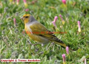 Serin du Cap