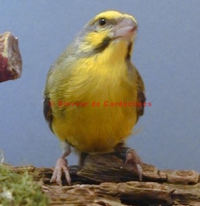 Serin du Mozambique