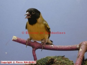 Carduelis magellanicus ictericus