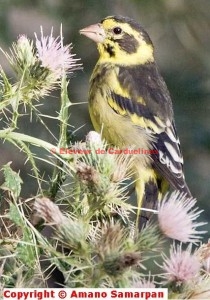 Carduelis spinoides heinrichi