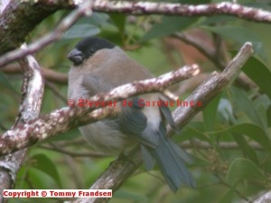 Camachuelo de Azores