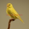 Random image: Isabelle pastel jaune bec jaune femelle