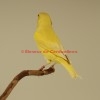 Random image: femelle verdier Isabelle pastel jaune bec jaune 2