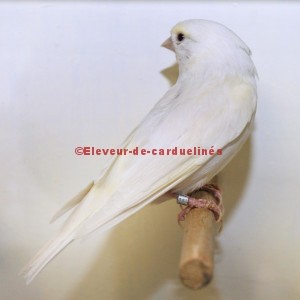 A la Recherche du Verdier d’Europe (Carduelis chloris) Blanc