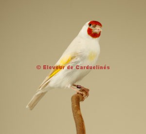 (Français) Les nombreux défauts rencontrés en exposition chez les chardonnerets (Carduelis carduelis) mutés et ancestraux