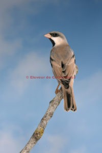 Réussite dans l’élevage du moineaux des sables (Passer simplex), appelé également moineau du désert ou moineau blanc