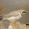 Random image: Alouette haussecol (Eremophila alpestris)