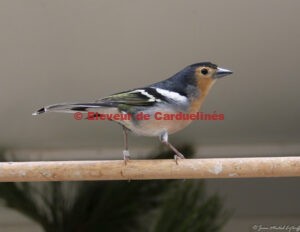 Fringilla coelebs tintillon