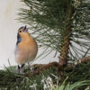 Random image: Pinson des arbres (fringilla coelebs tintillon)