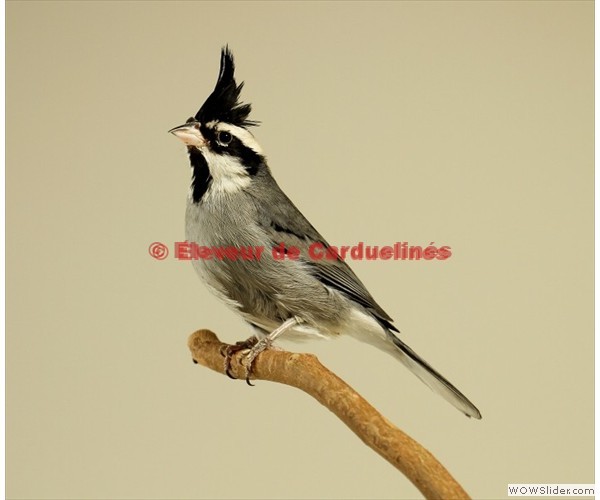 cardinalnb