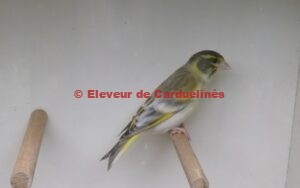 Verdier d’Himalaya (Chloris spinoides) en mutation Agate Pastel