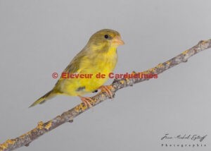 Verdier d’Europe (Chloris chloris) : mutation Bec Jaune versus mutation Jaune Dominant