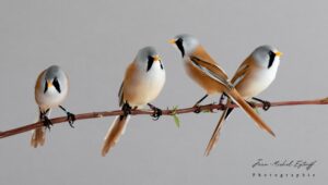 Reproduction de la Mésange à moustache ou  Panure à moustaches (Panurus biarmicus – Bearded Reedling)